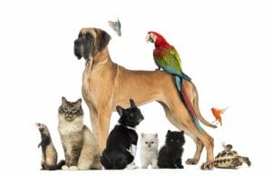  Did You Remember to Account for your Pets in Your Estate Plan? by Tom Sciacca